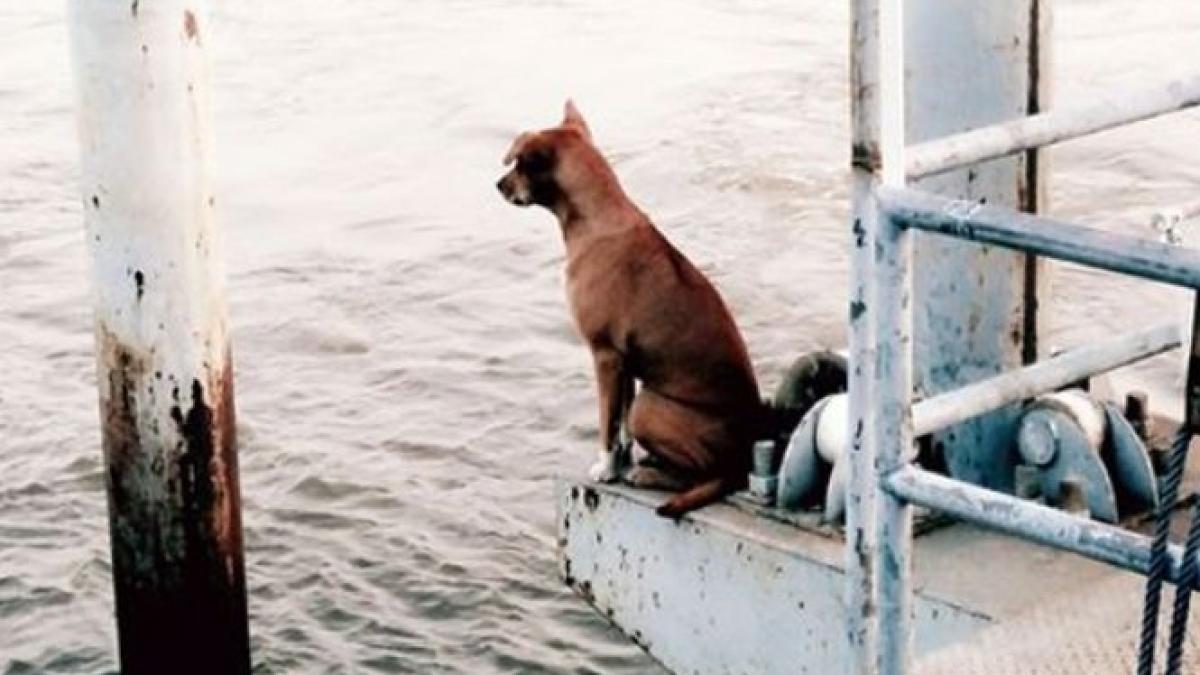 imaginea care a impresionat internetul