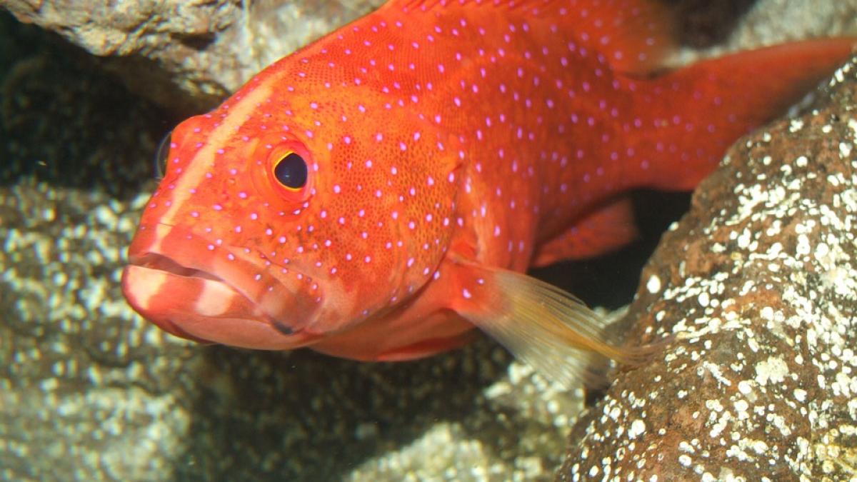 caz socant o mama si a pedepsit fiica obligand o sa manance pesti otraviti