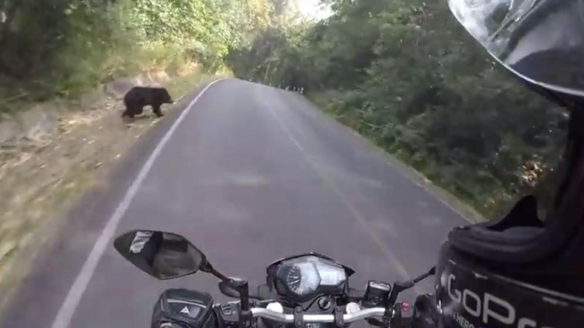 motocicleta animal urs tailanda dezlantuit