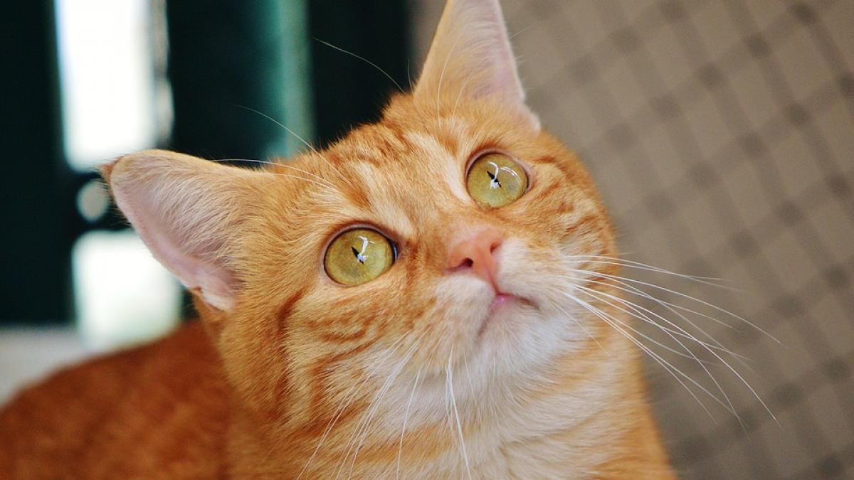 salvat de la moarte de catre pisica