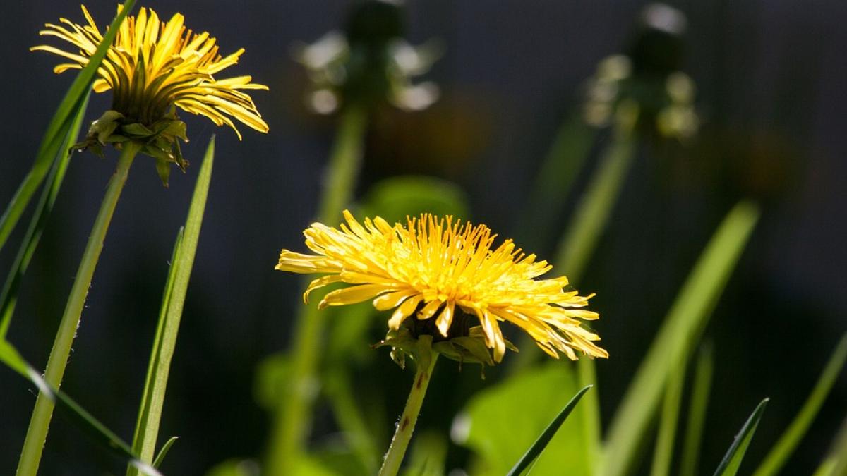 efectele miraculoase ale papadiilor