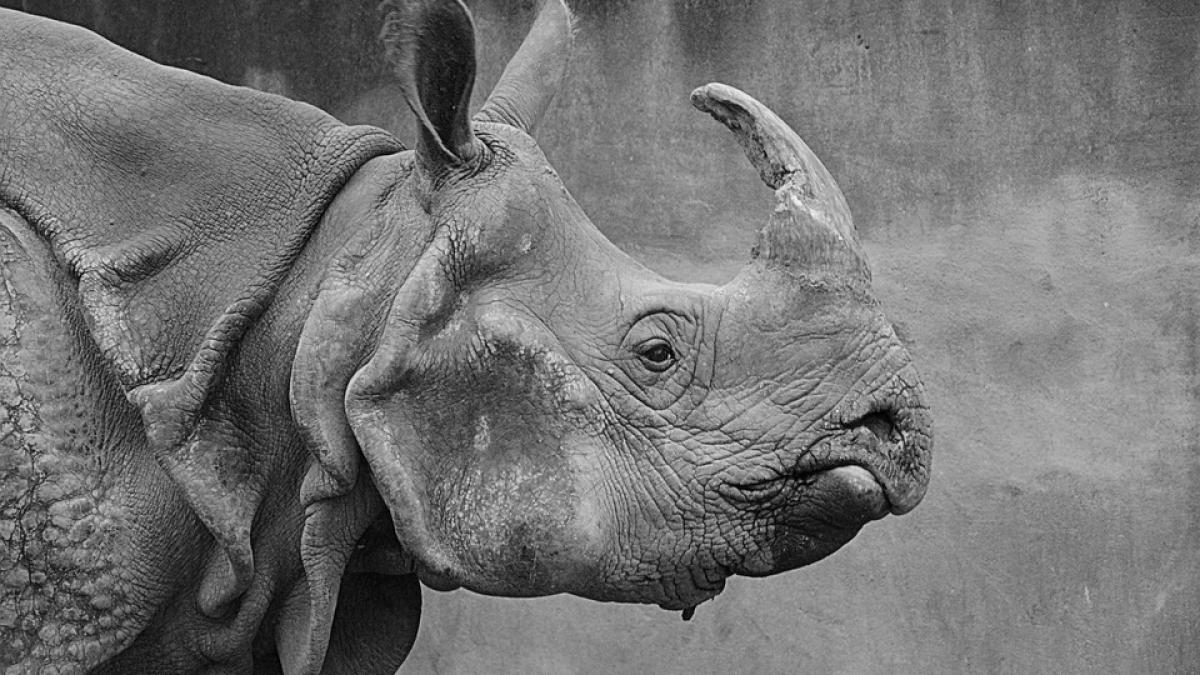 imagini terifiante un rinocer ataca o masina plina de turisti