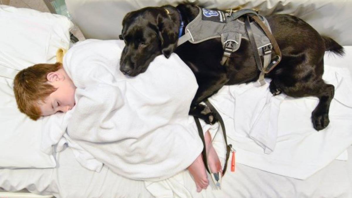 impresionant un caine loial i a emotionat pe medici nu si a parasit nicio clipa stapanul autist