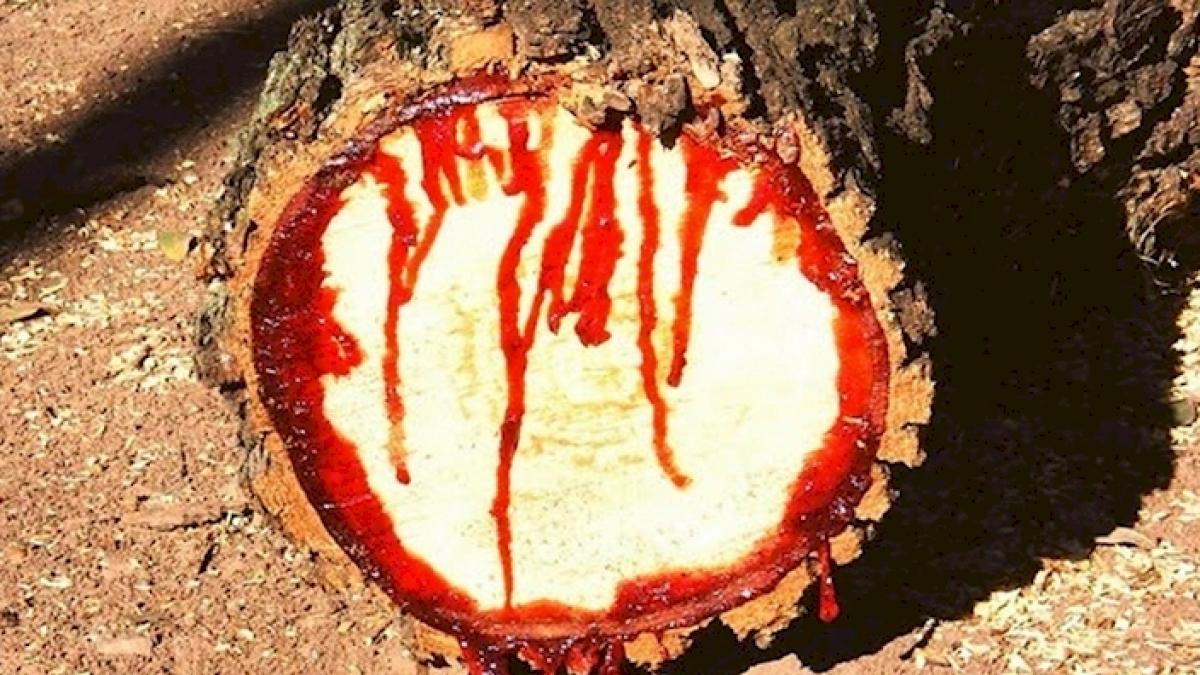 au taiat un copac si au facut o descoperire infricosatoare de ce a inceput sa curga sange