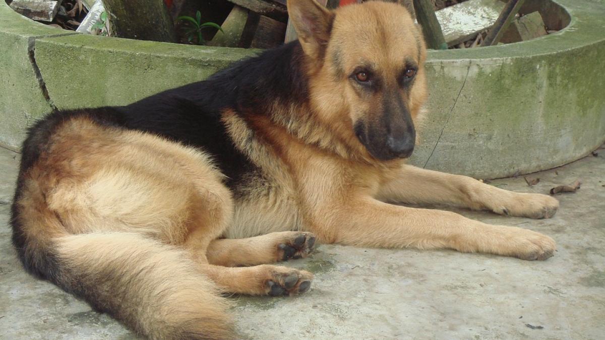 ce a facut un caine dupa ce stapanul lui a fost ucis oamenii au fost impresionati