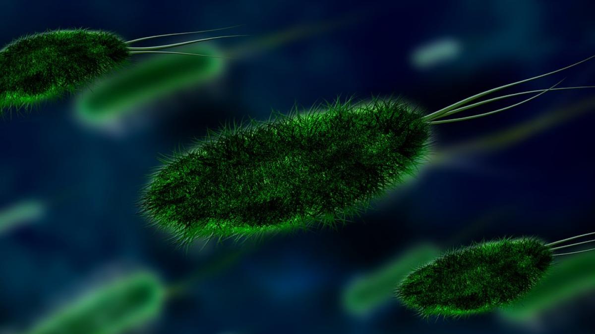 chinuri ebola supravietuitori infectie africa