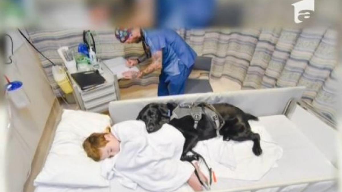 imagini emotionante un caine isi pazeste stapanul chiar si pe patul de spital