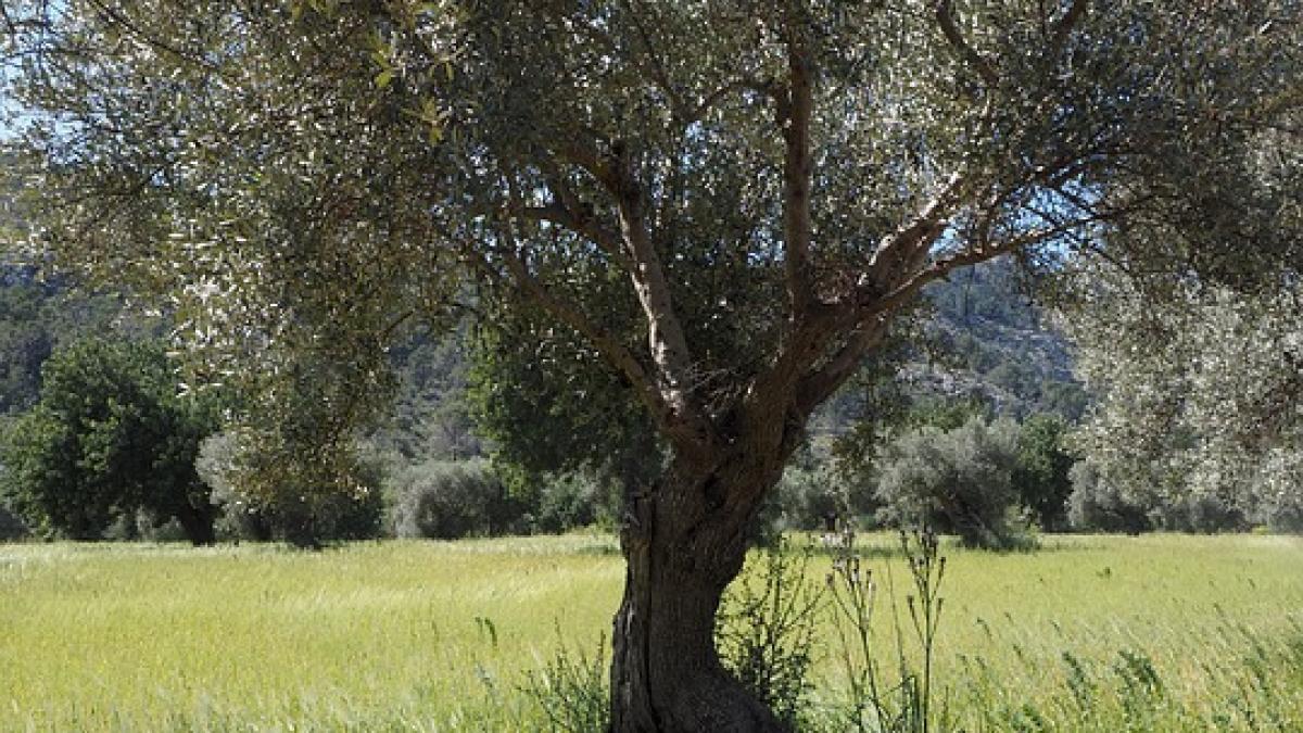 s a intors din italia dupa 15 ani este cumplit ce a gasit in gradina sa