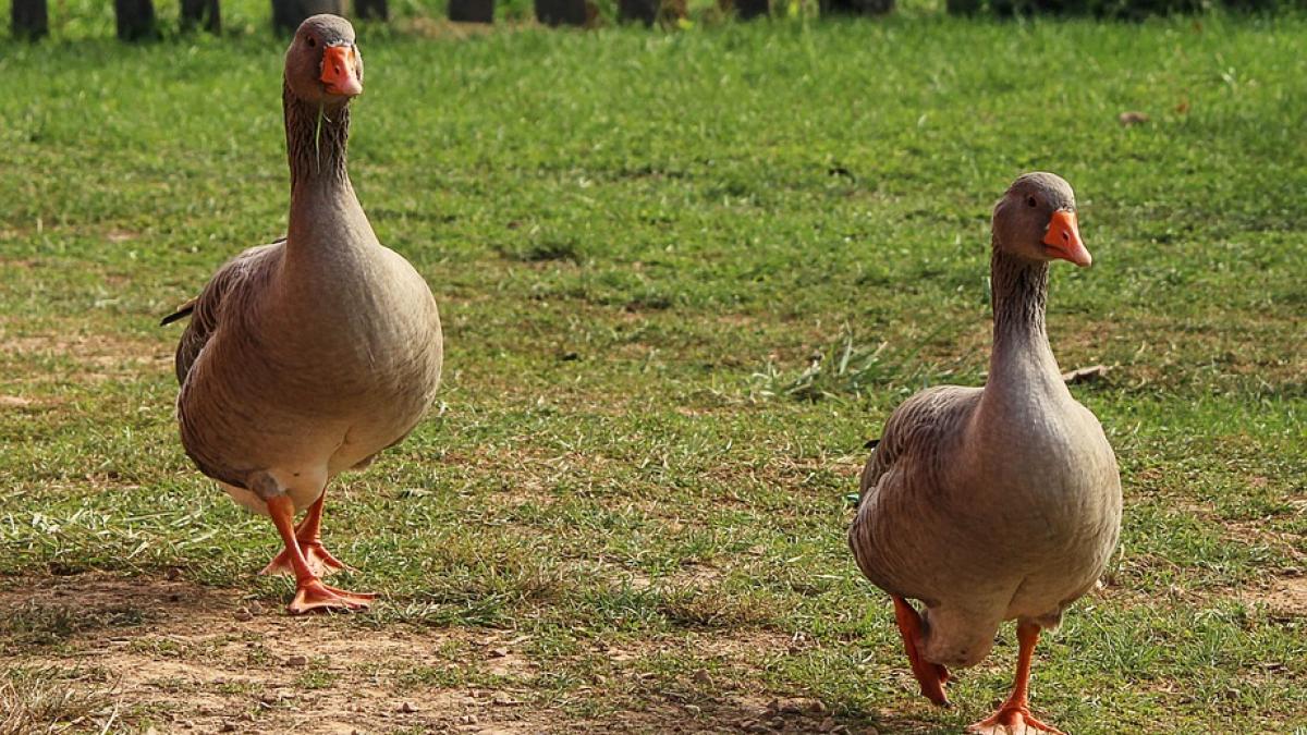 schimb experienta fermieri romani franta