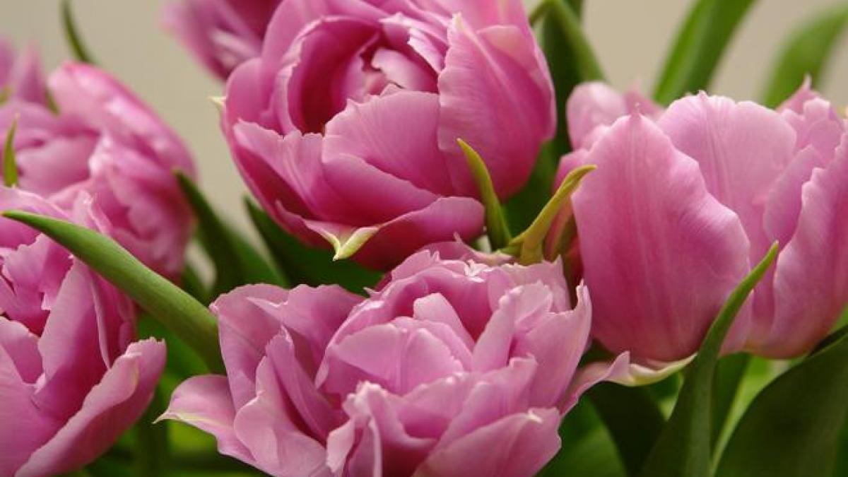 1 martie flori cadouri martisor