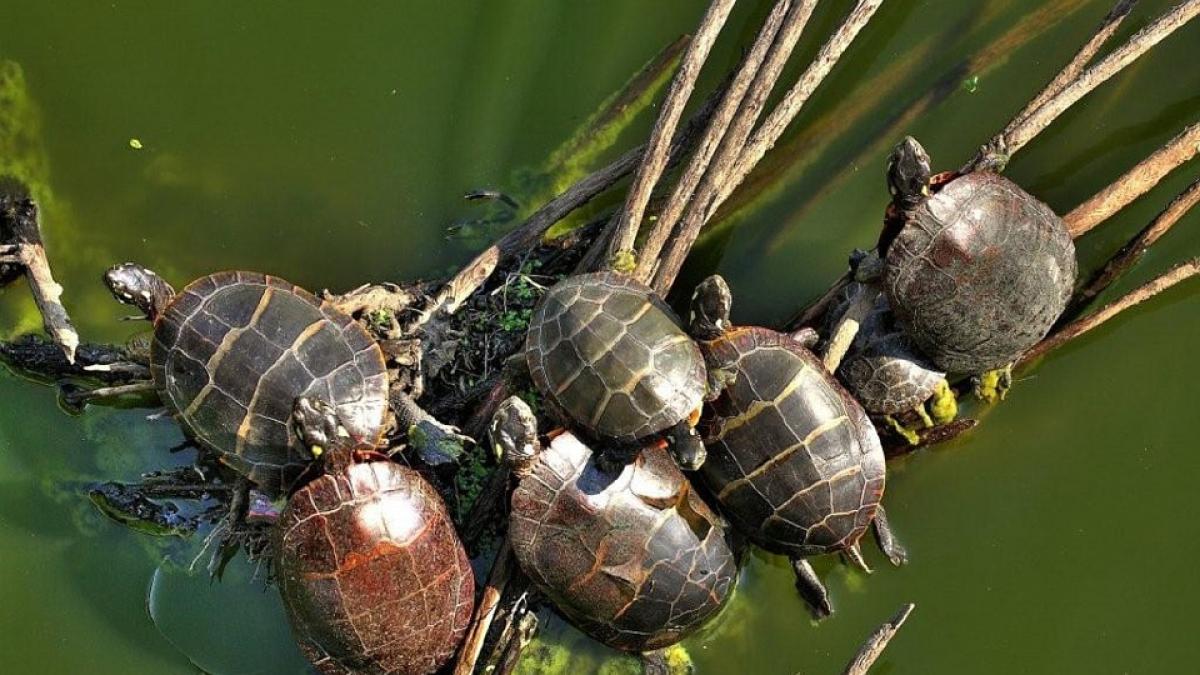 a fost prins cu 40 de broscute testoase in pantaloni ce pedeapsa a primit barbatul