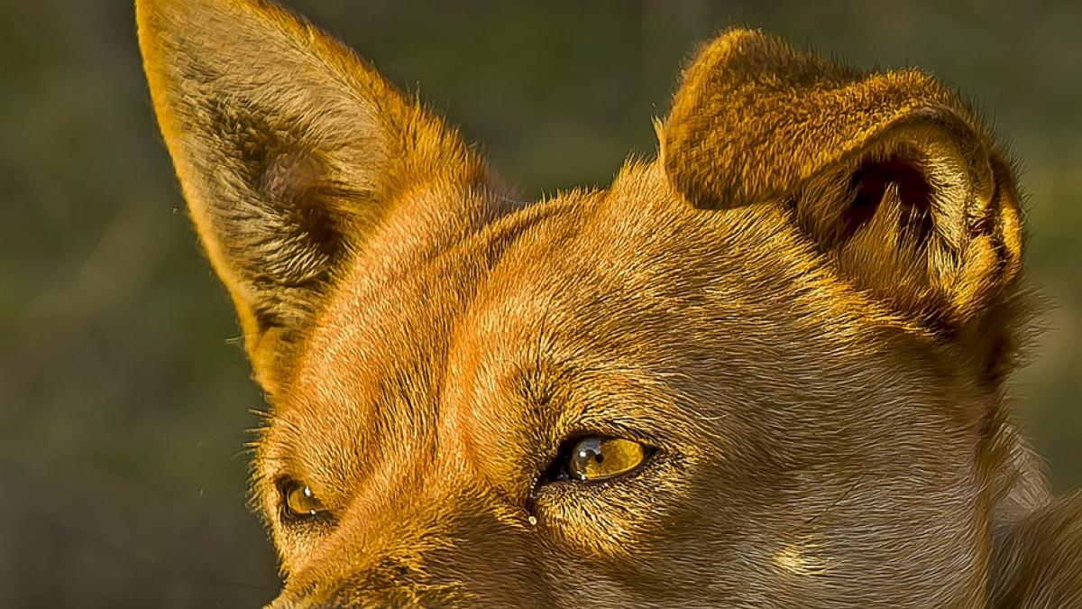 cartier terorizat de haitele de caini doi oameni au fost ucisi