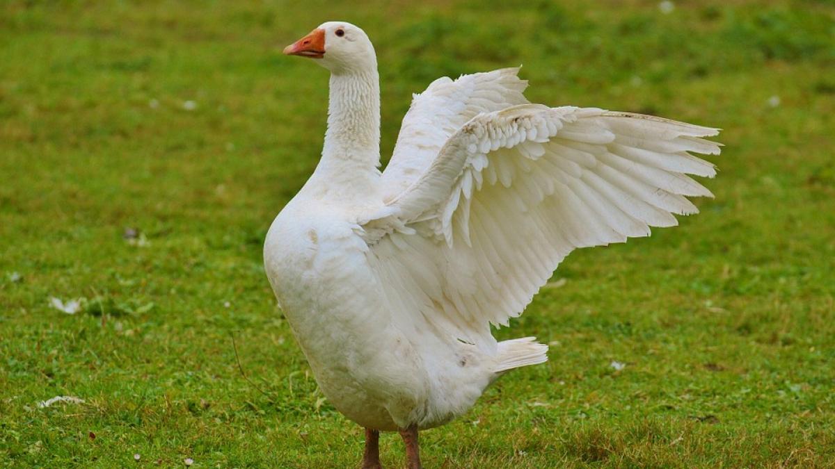 se cauta ucigasul unei gaste recompensa este de 350 000 de euro