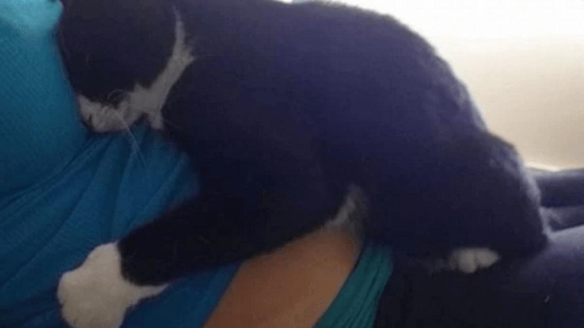 o pisica este cea mai buna bona si a pazit puiul de om chiar inainte de a se naste