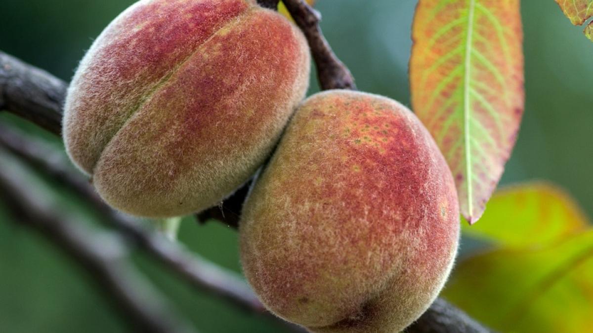 inchisoare china piersici autoritati gard