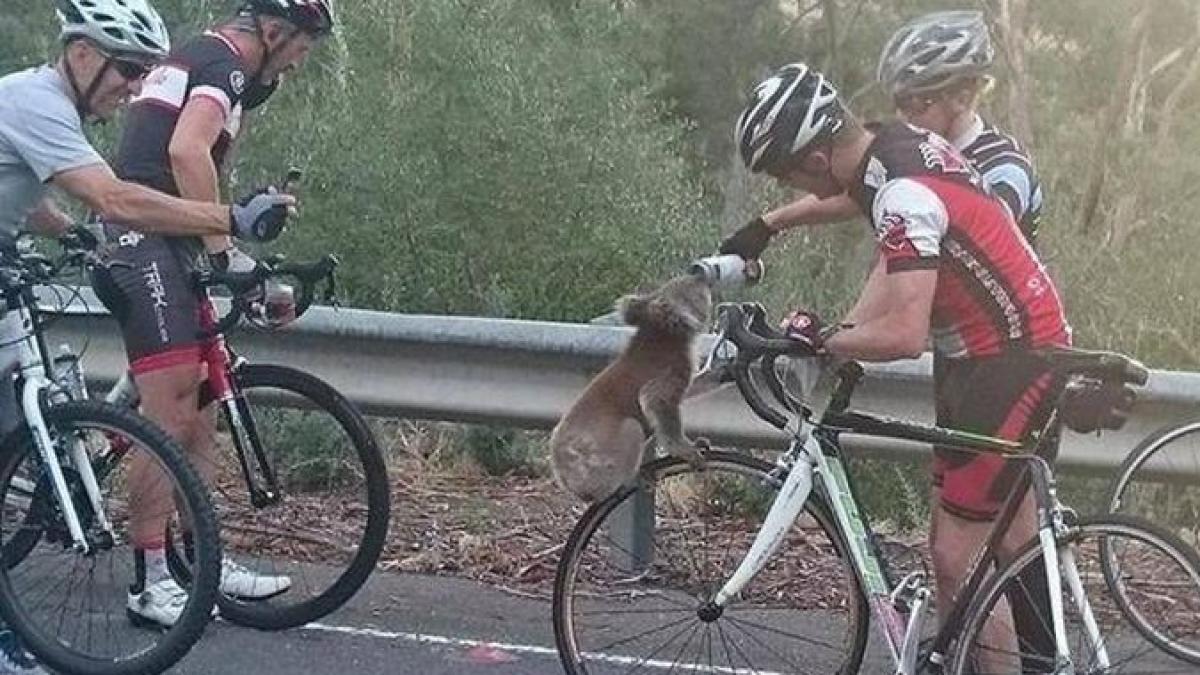 moment emotionant un urs koala insetat a oprit un biciclist ca sa i ceara apa