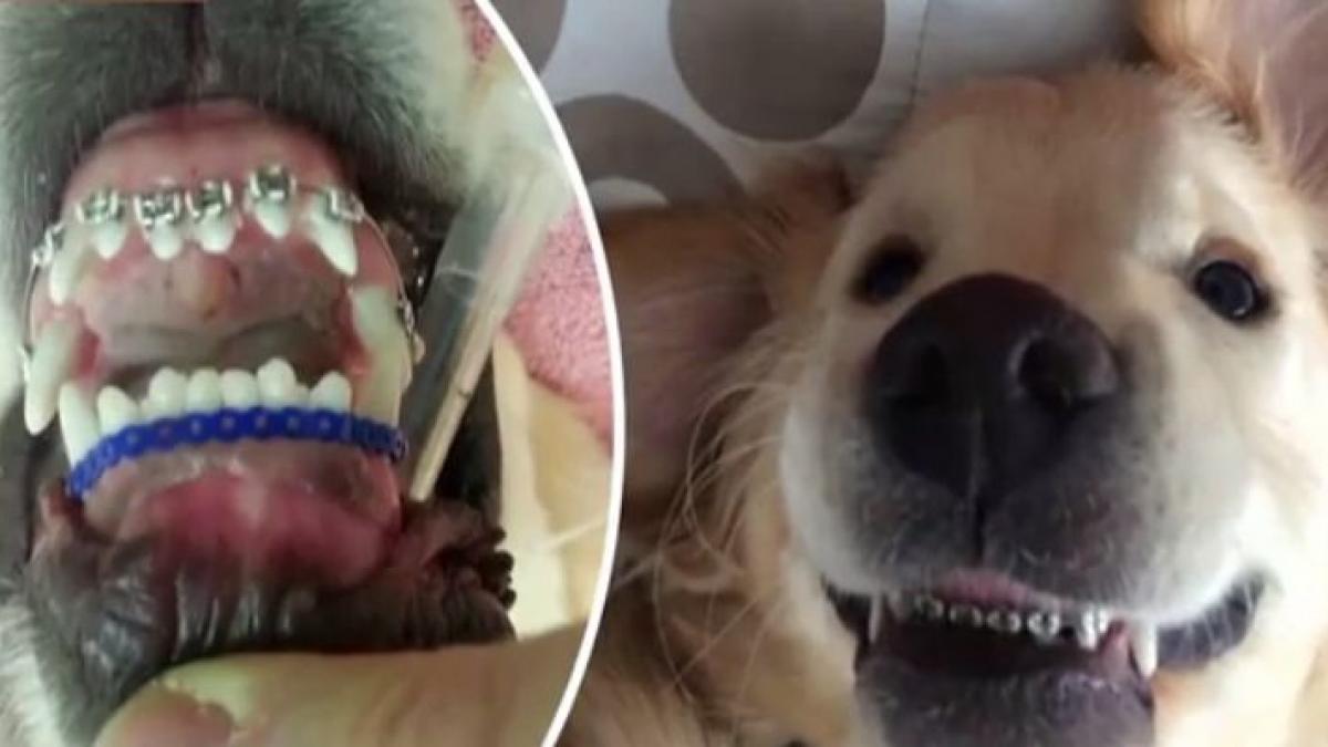 wesley catelul cu aparat dentar care a devenit vedeta pe internet