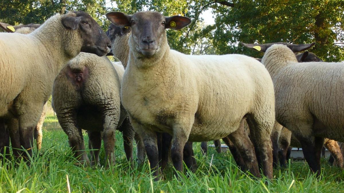 criminal la 16 ani cioban ucis cu piatra de un adolescent