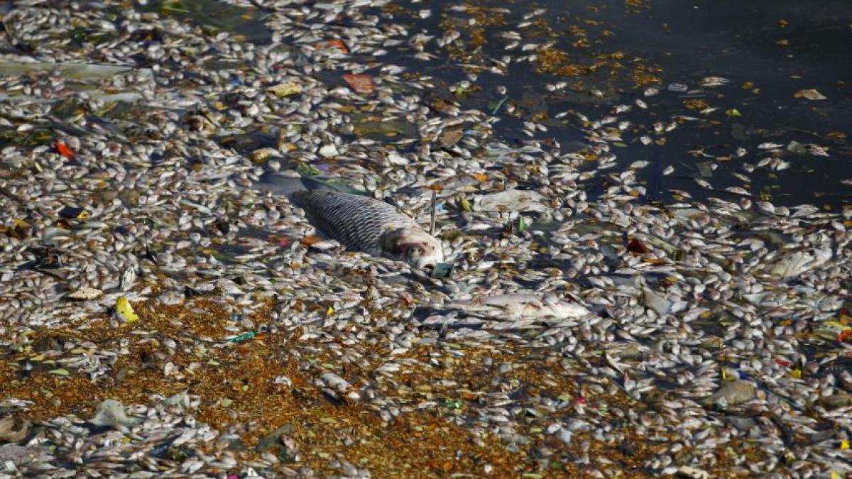 india mii de pesti morti au fost descoperiti la malurile unui lac din bangalore