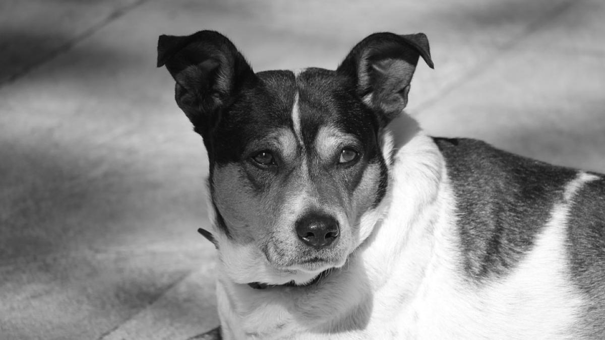 oradea caini fara stapan