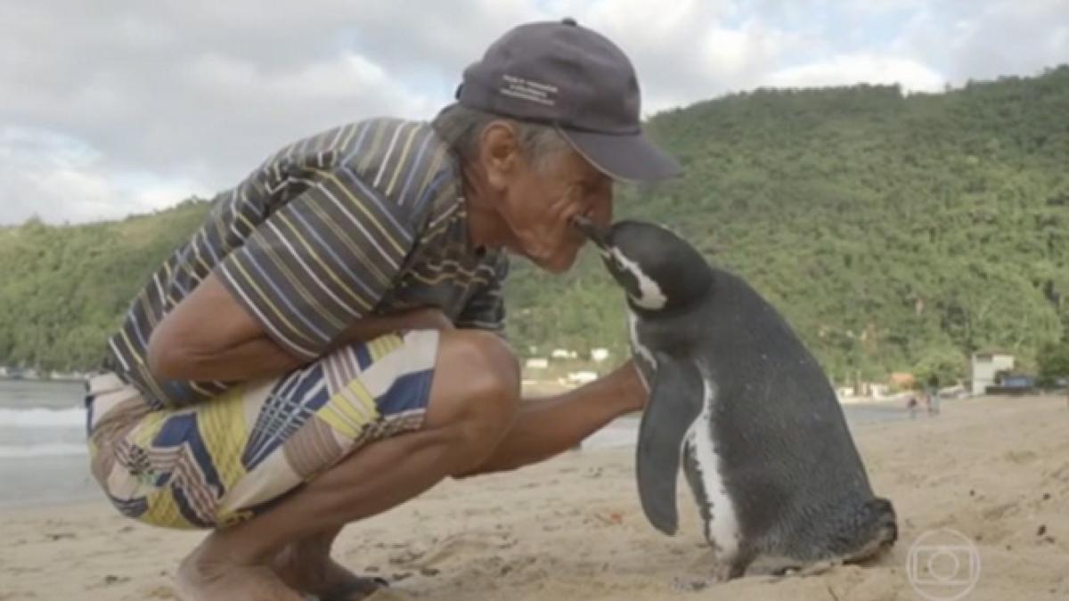 poveste emotionanta un pinguin inoata 8 000 de kilometri in fiecare an ca sa si intalneasca