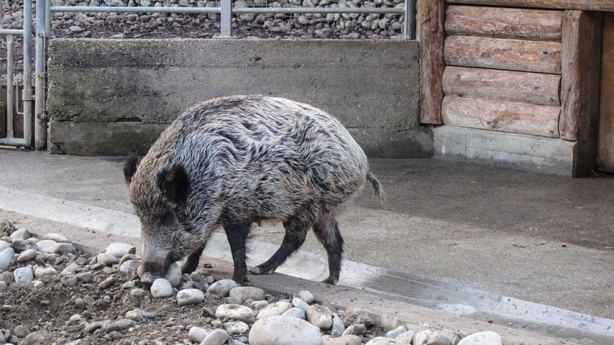 un porc mistet a devenit animal de companie pentru un cuplu si se comporta ca atare