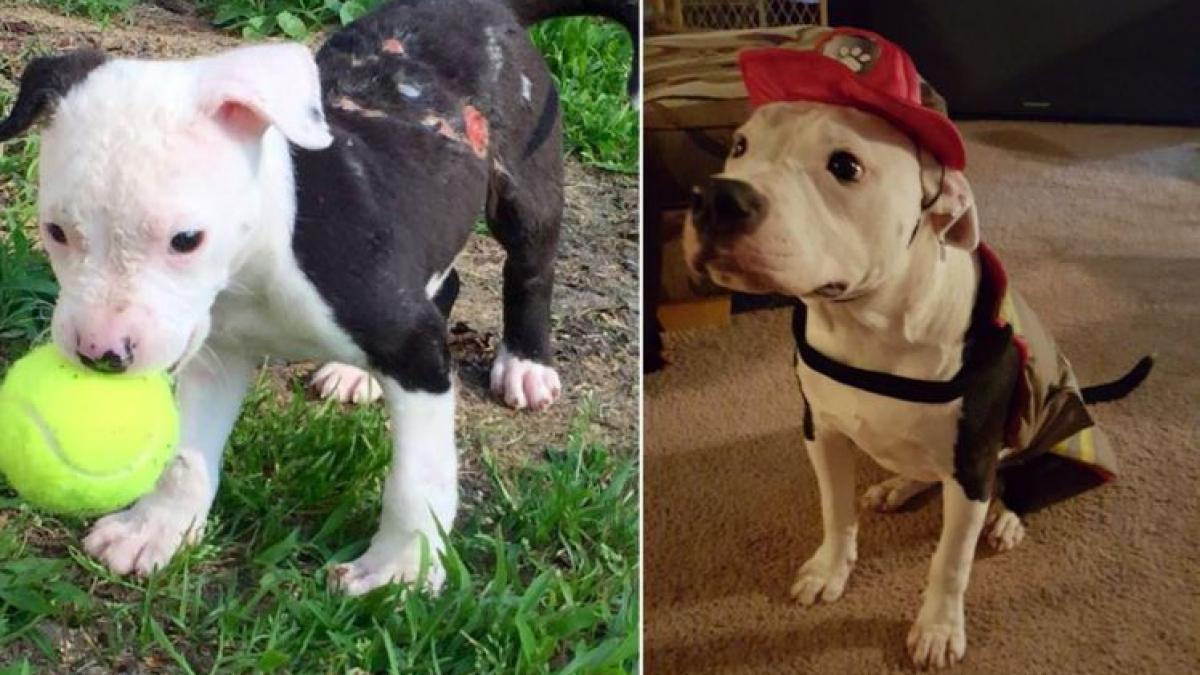 un pui de catel salvat dintr un incendiu a devenit pompier