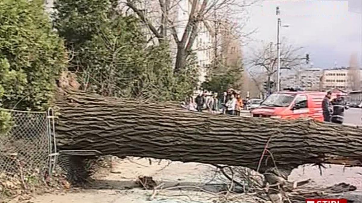 copac prabusit peste un autobuz in bucuresti