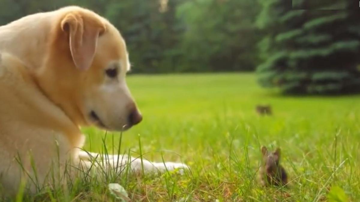 imaginile care iti vor inmuia inima cu cine se joaca acest labrador in iarba