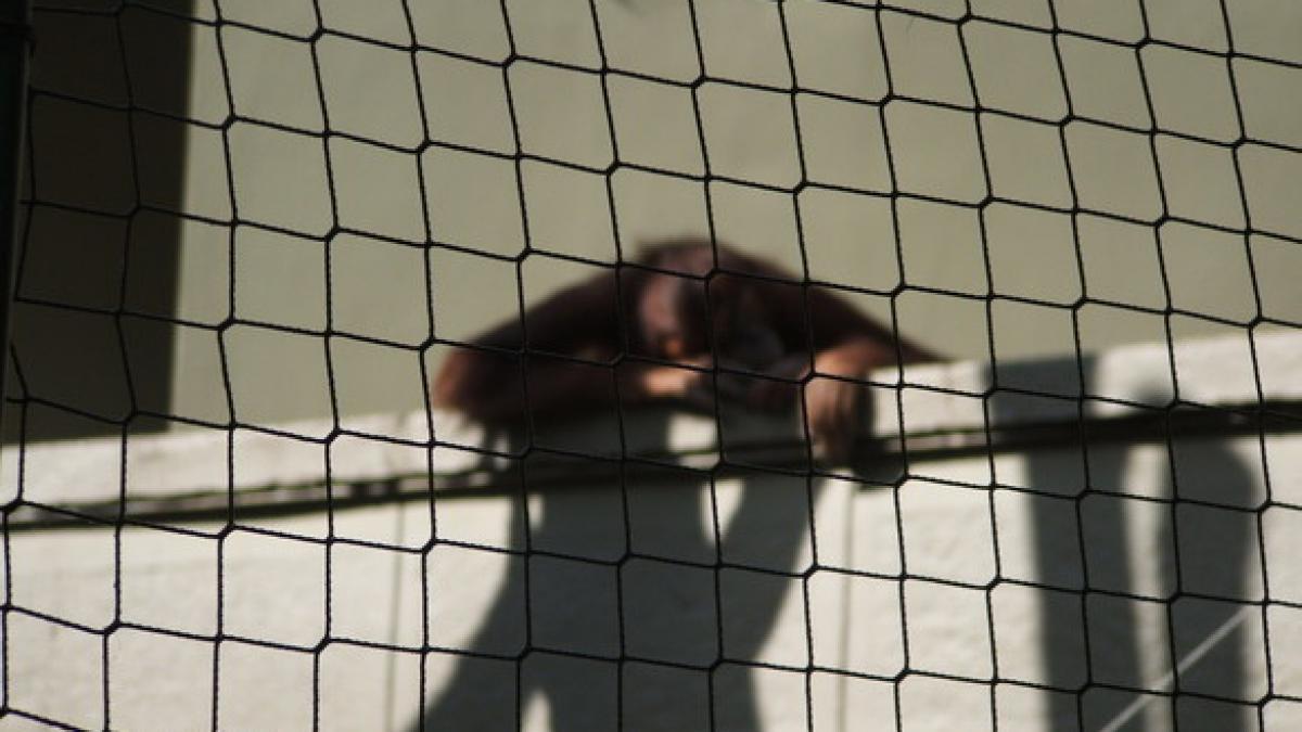 inchis 23 de ani nevinovat