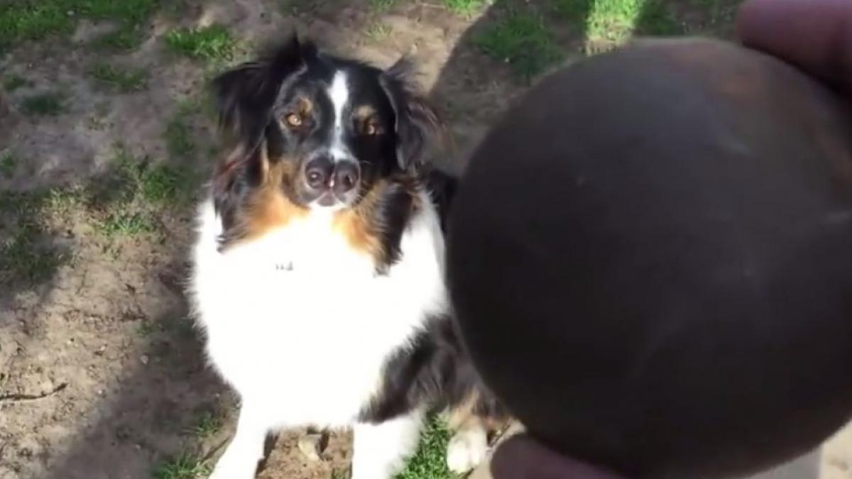 a fost la un pas de eutanasiere doar pentru ca arata diferit ce s a intamplat cu toby catelul cu