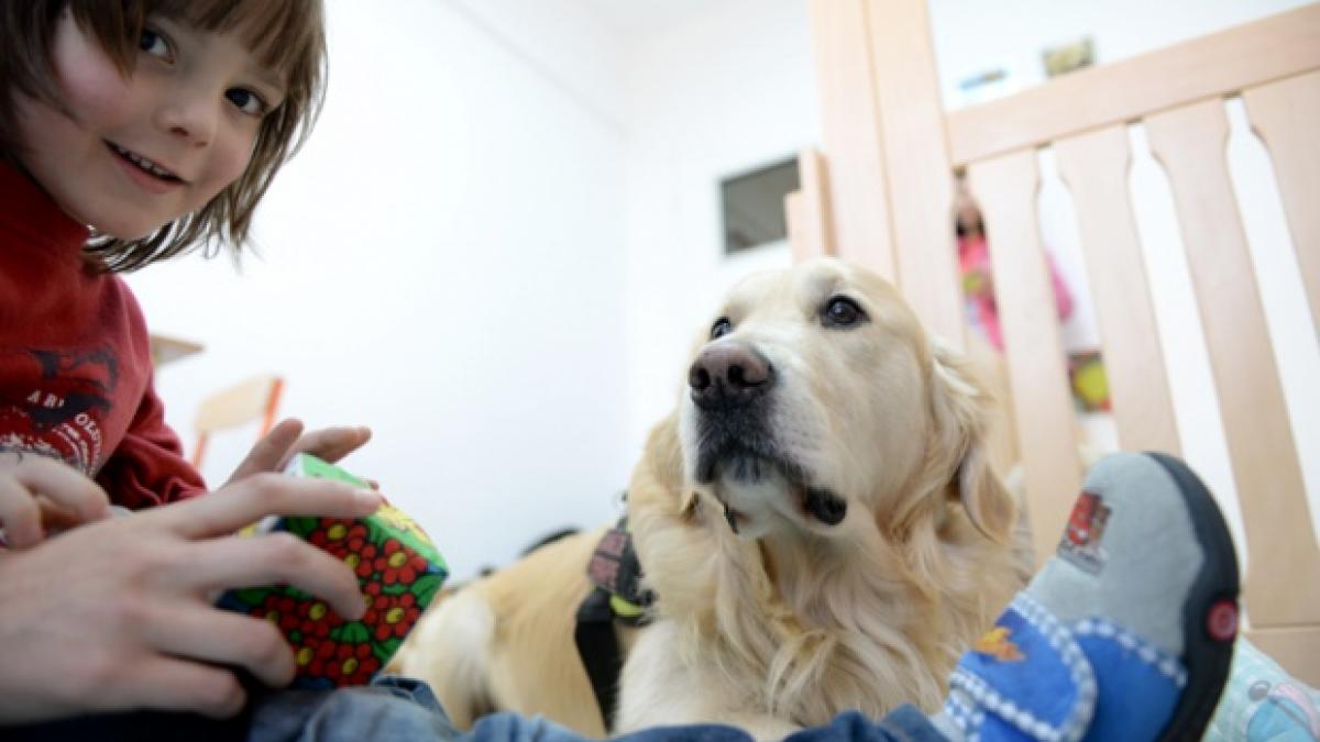 aksel cainele care a adus zeci de copii cu autism la lumina a murit mesajul emotionant al stapanei