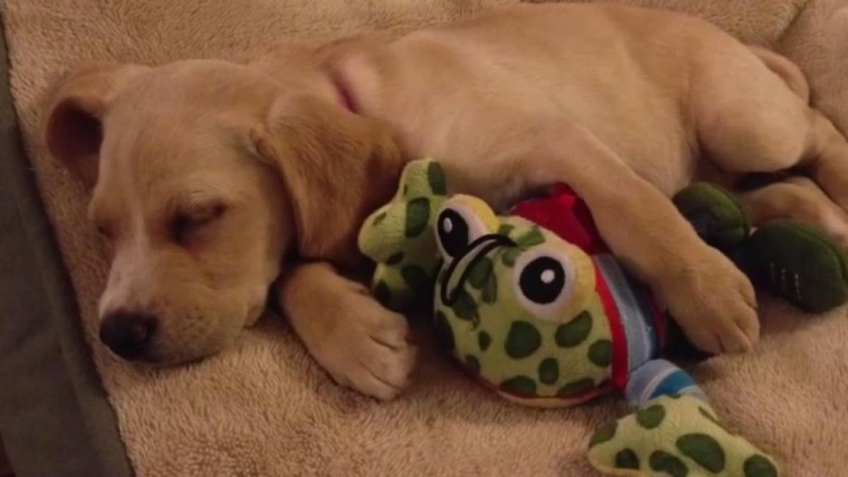 aveau doar cateva zile cand au fost adoptati de familii diferite imaginile cu reintalnirea celor