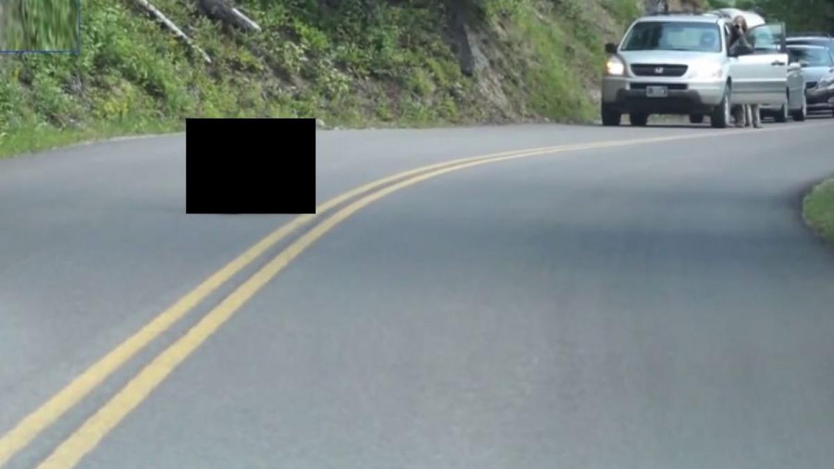 imagini incredibile soferilor nu le a venit sa creada ce vad in mijlocul drumului