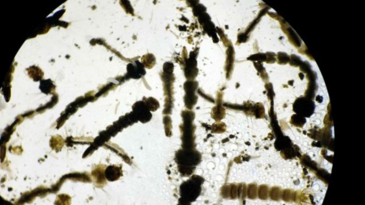 o actrita cunoscuta contaminata cu virusul zika