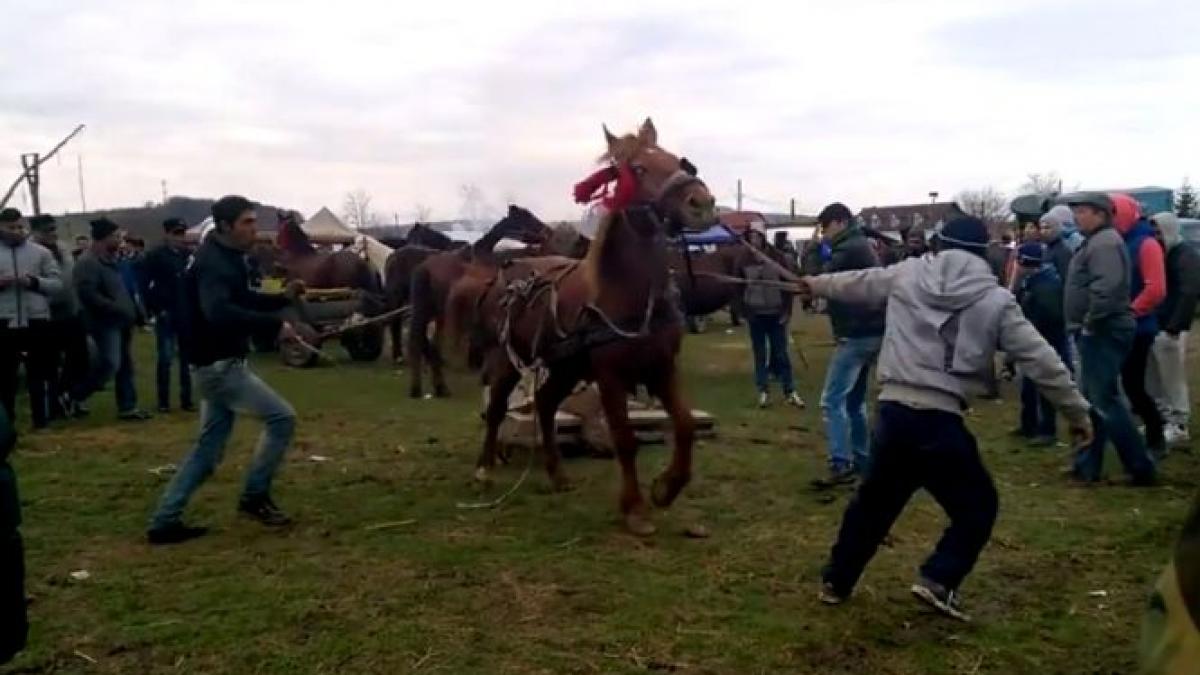 cal batut targ de animale comuna bahnea mures