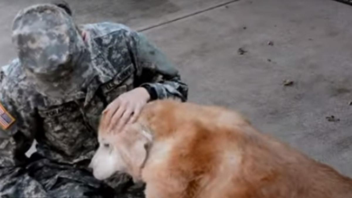 imagini incredibile cum reactioneaza un catel care si a revazut stapanul dupa o despartire de trei