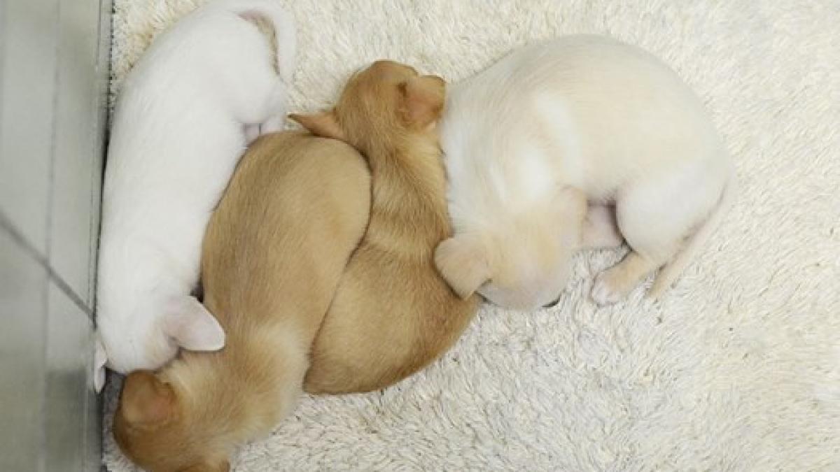 momentul cand o catelusa abandonata isi regaseste puii