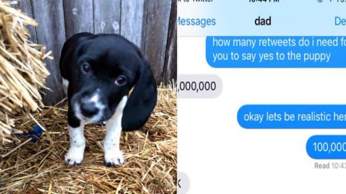 si a dorit un catel insa parintii nu au lasat o sa il adopte apelul ei a devenit viral pe facebook