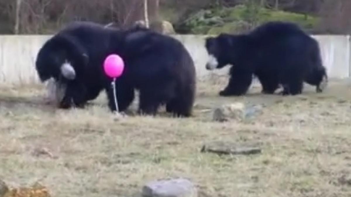 adorabil cum reactioneaza trei ursi bruni cand vad un balon roz