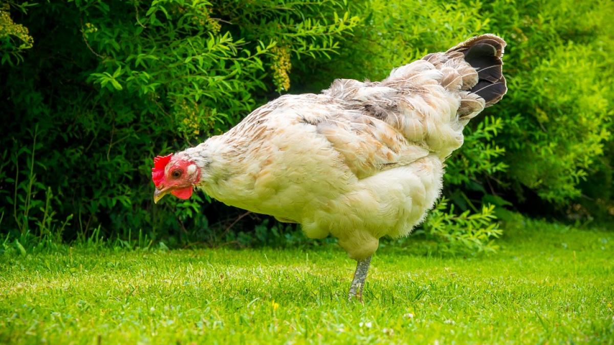 oamenii de stiinta au creat o gaina cu picioare de dinozaur intr un experiment bizar