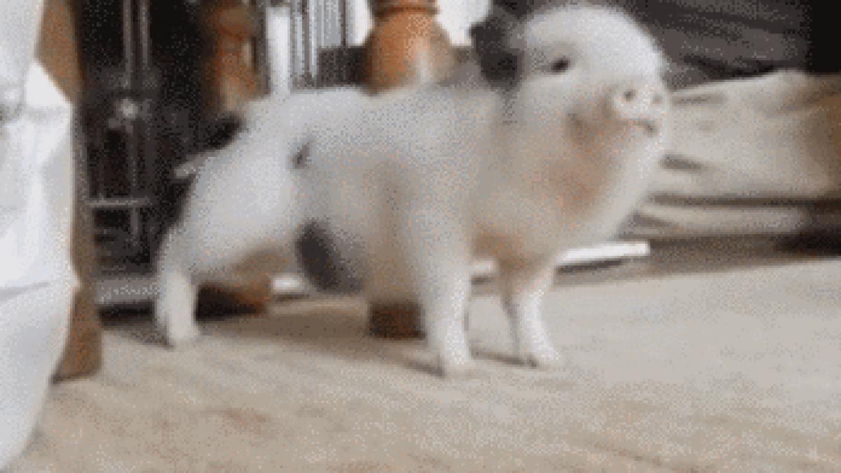 e viral un porcusor este fan rihanna se dezlantuie cand aude hitul work