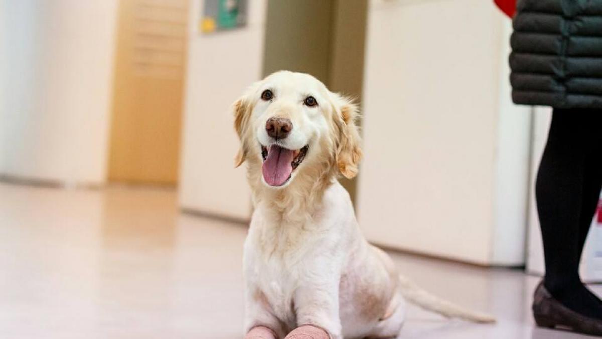 o catelusa care a indurat iadul intr o piata de carne din coreea de sud primeste o a doua sansa la