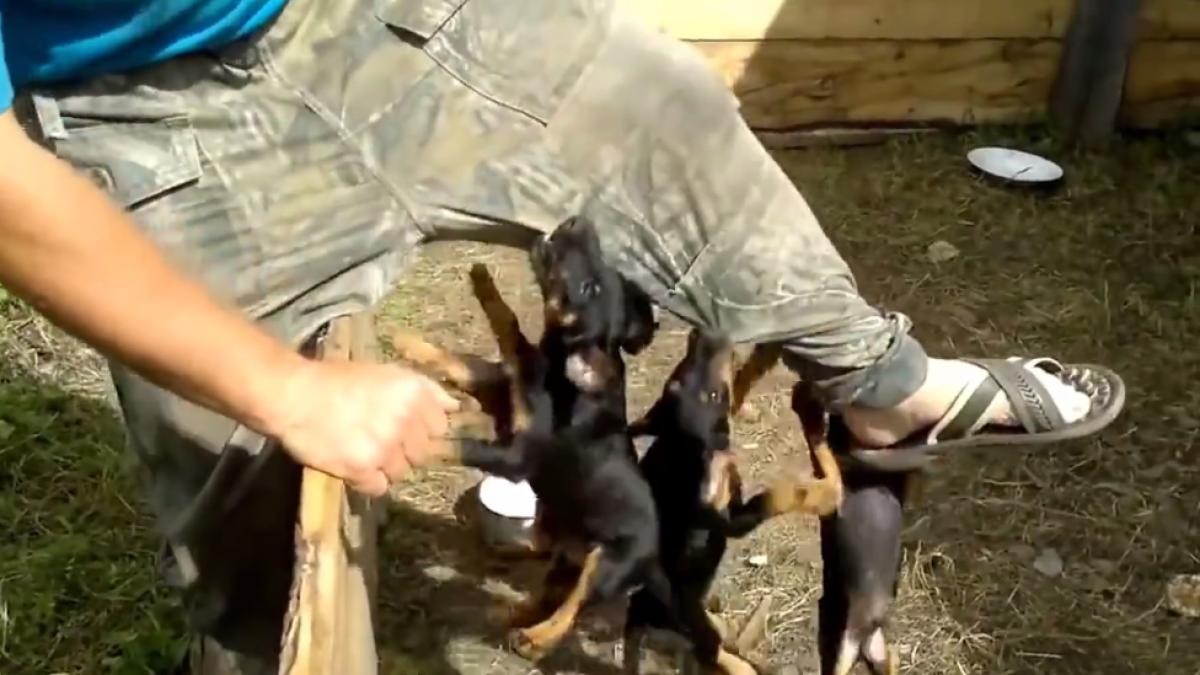 cristi ba cristi varianta junior video