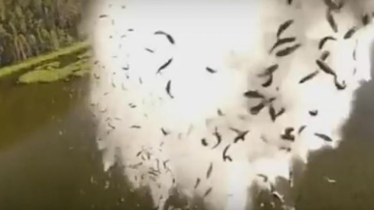 metoda geniala folosita de americani pentru a introduce pesti intr un lac de munte video