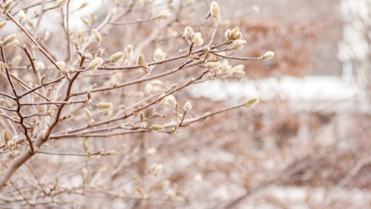 vremea extremelor cod galben de ploi lapovita si ninsori pentru jumatate de tara