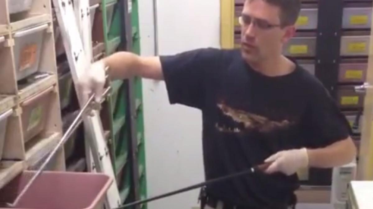 ora mesei la ferma de cobre cum hraneste serpii acest ingrijitor video