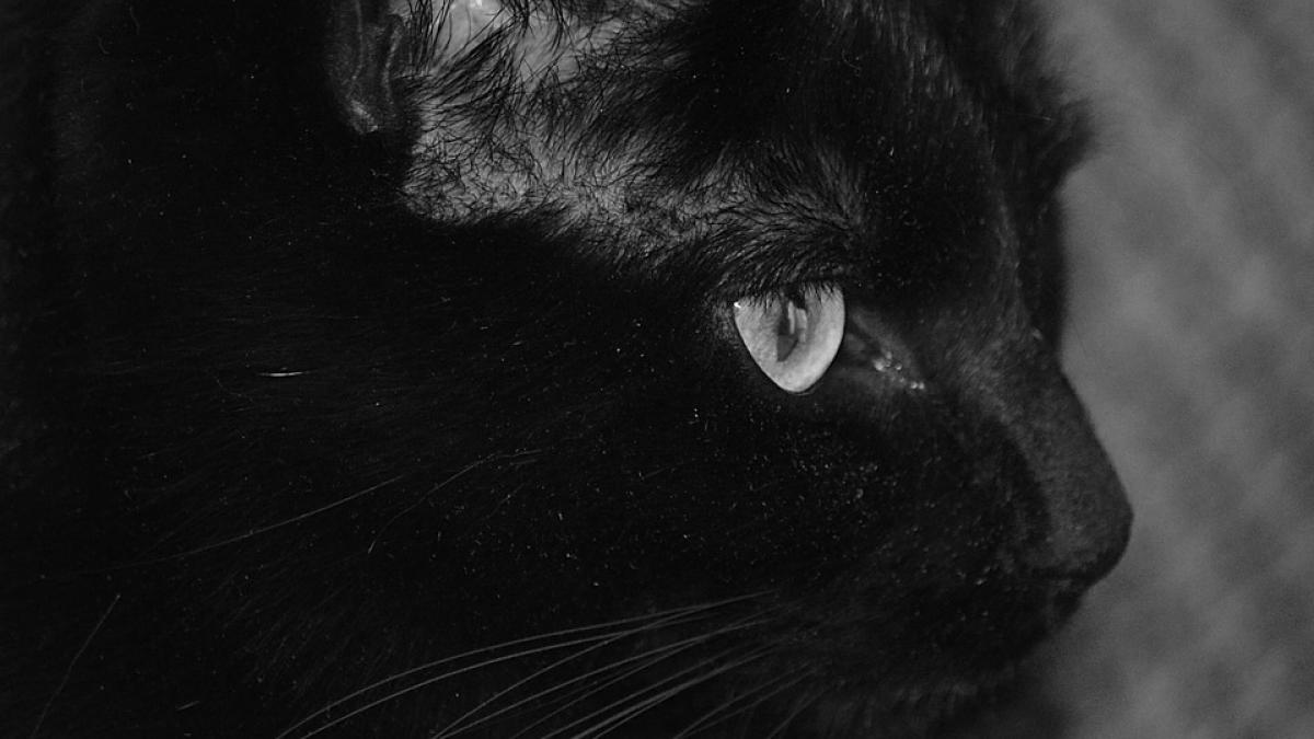 pasiune ciudata pentru o pisica fura haine de la vecini culmea face selectie