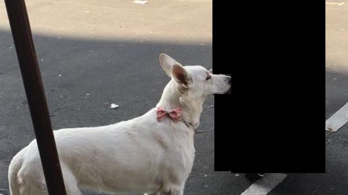 ce a vazut buzdugan pe o strada din paris ziua in amiaza mare