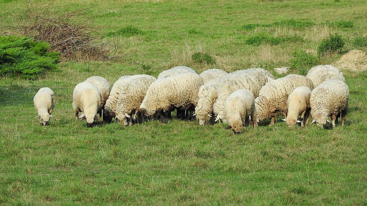 adolescenta de 15 ani obligata sa se prostitueze la stana era platita in oi si branza